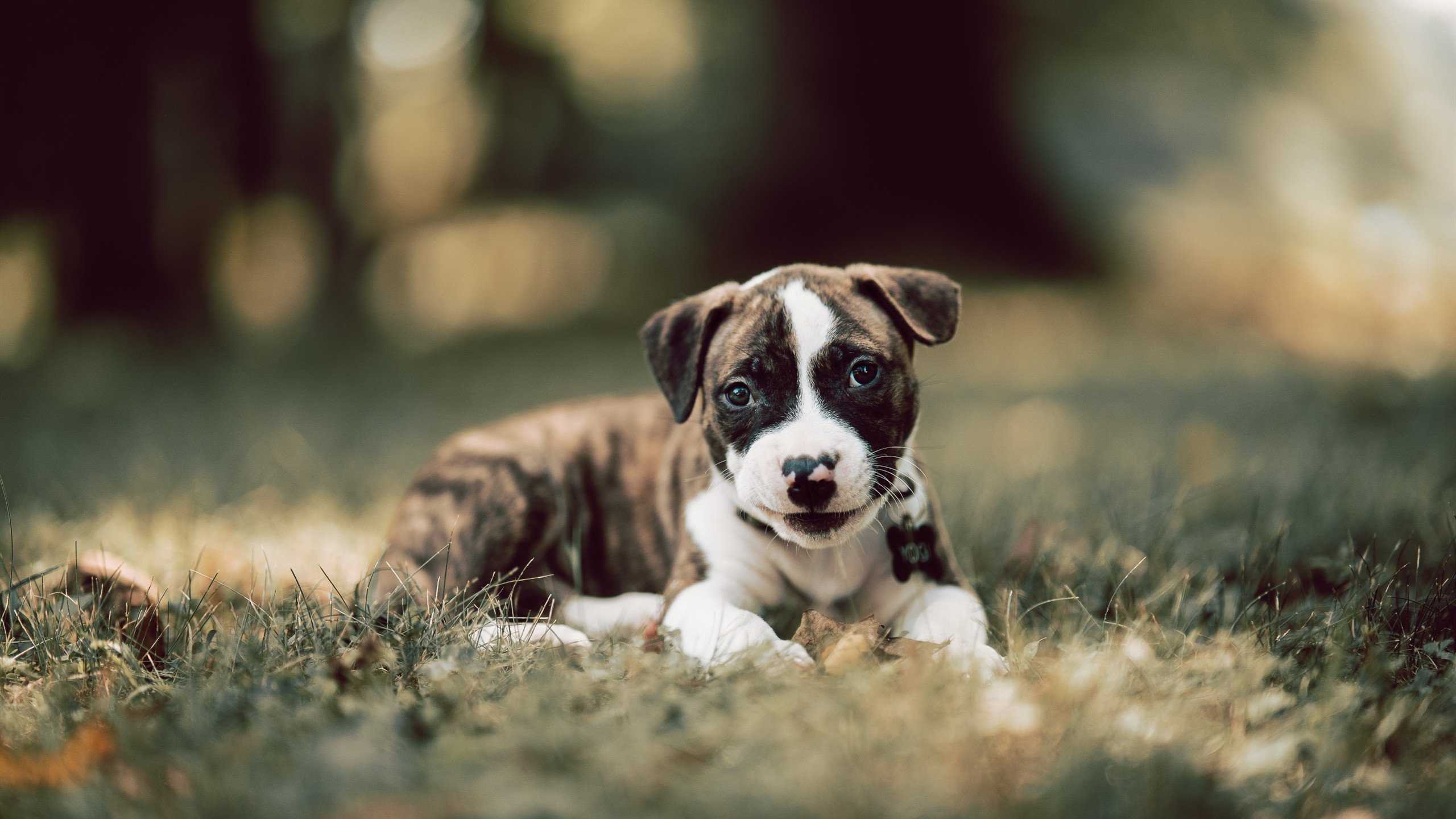 开云体育app-新王当立，爱德华兹复制马刺王朝密钥，绝境斩落国王