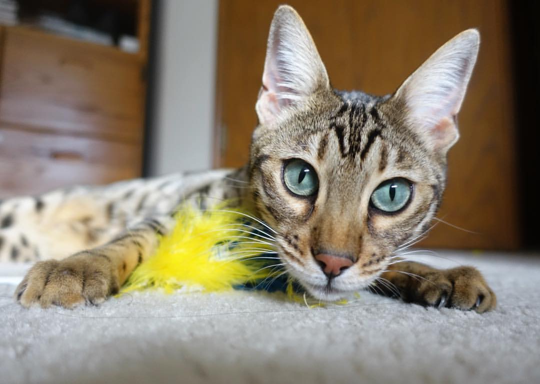 剧本早已写好，但C罗撕掉重来，比利亚雷亚尔单节风暴后的王者救赎