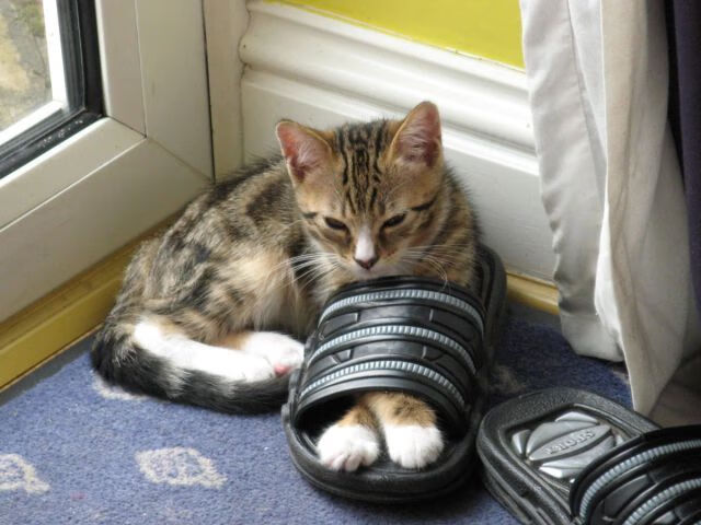 开云体育平台APP-压哨时刻的王者,牙买加与卡塞米罗,相隔万里的同一种心跳