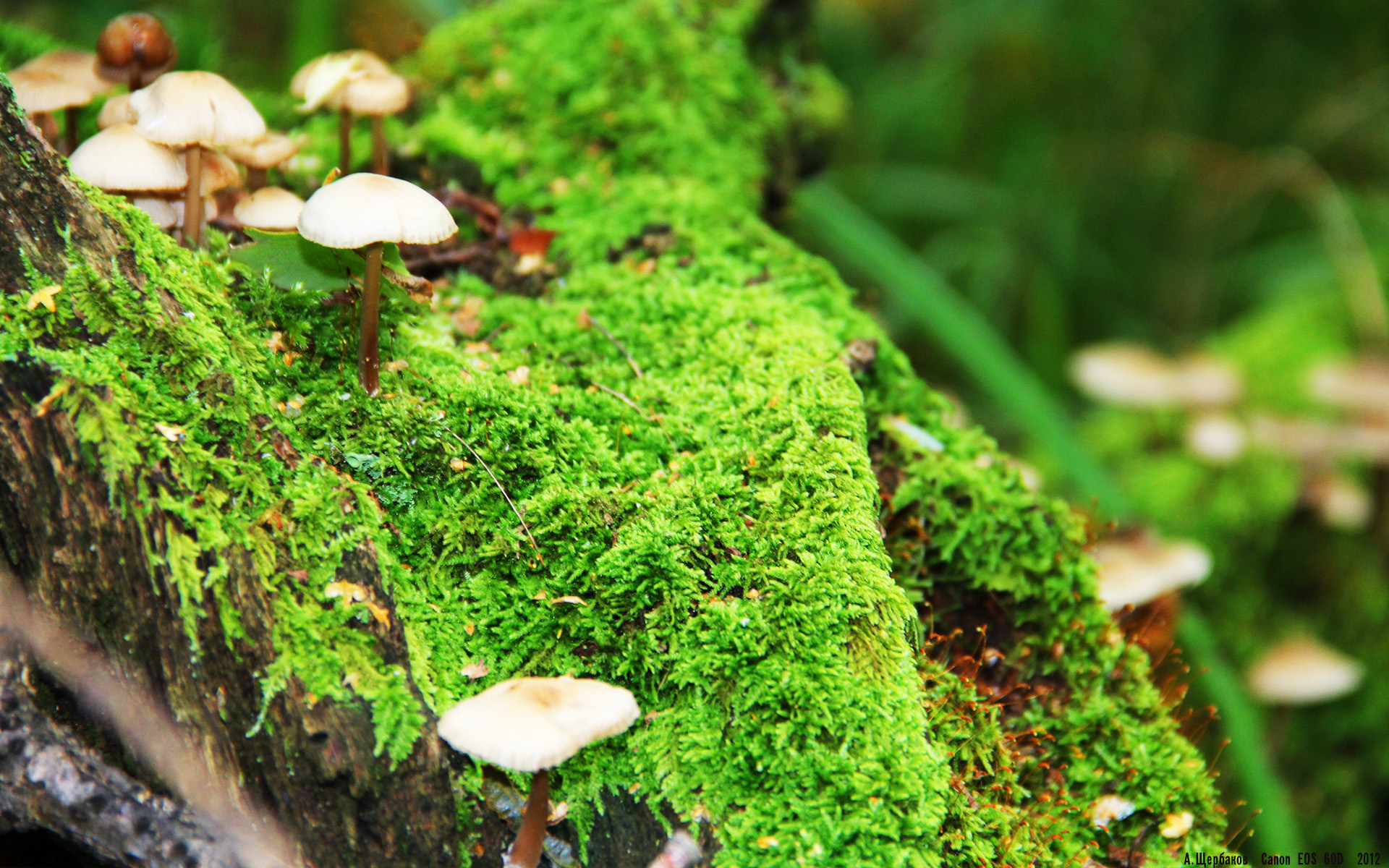 黑暗中的唯一恒星，孙兴慜如何于世界排名争夺之夜定义亚洲之光