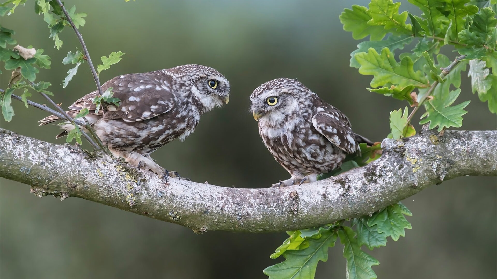 开云体育入口-双城记，宿敌对决中的英雄乐章—范弗利特之夜