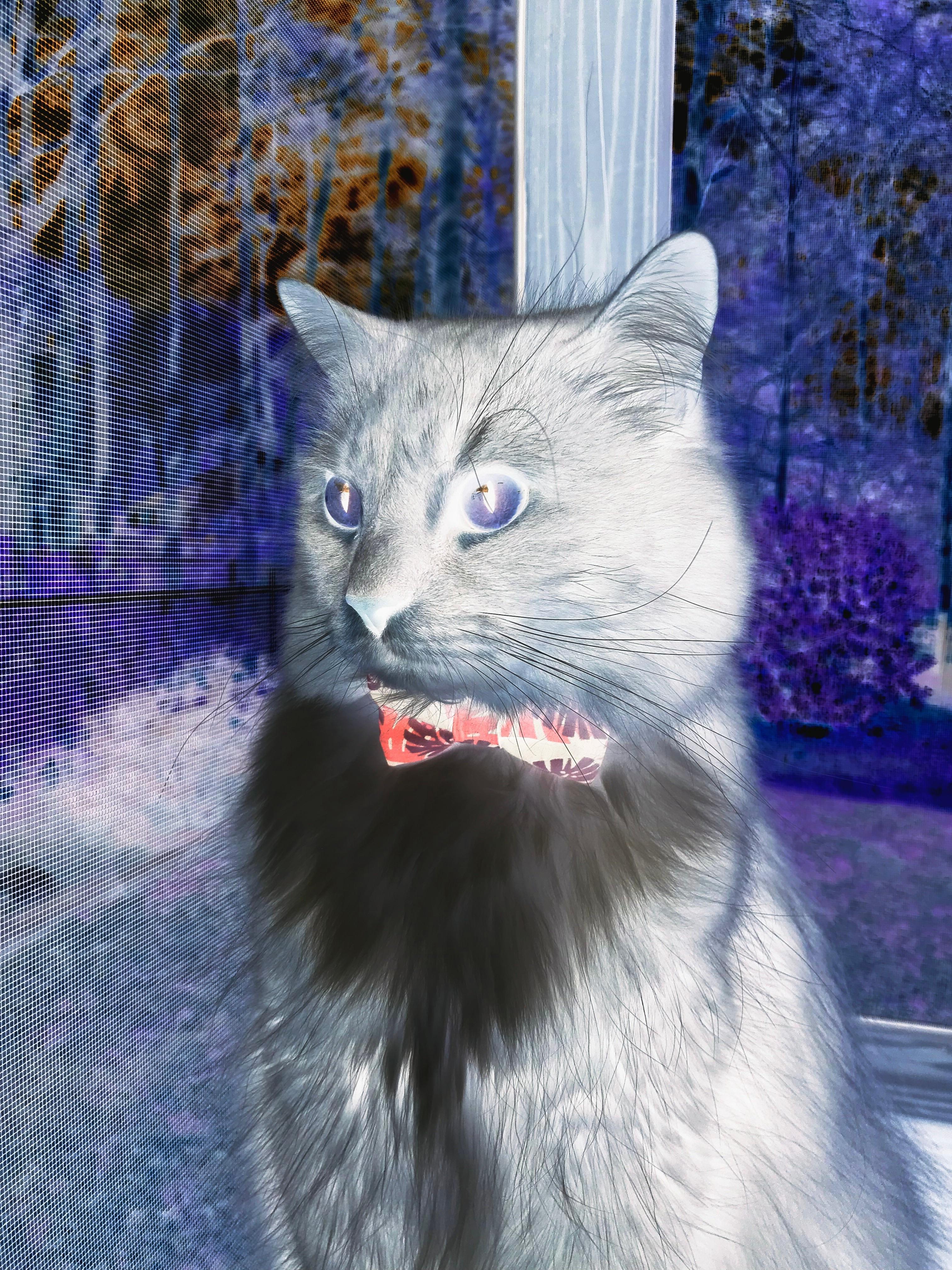 开云-橙色基因与未来交响，巴萨荷兰帮阴影下，佩德里年度焦点战强势接管