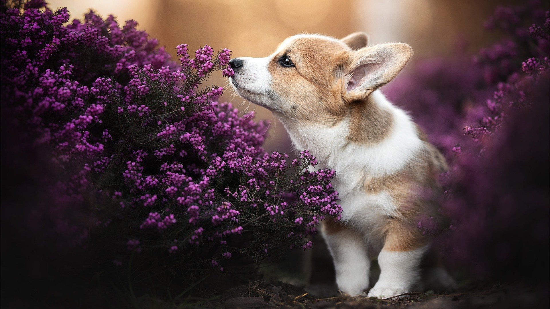 星火燎原,贝恩独揽30+引爆年度焦点之夜,带队逆境破局诠释领袖本色