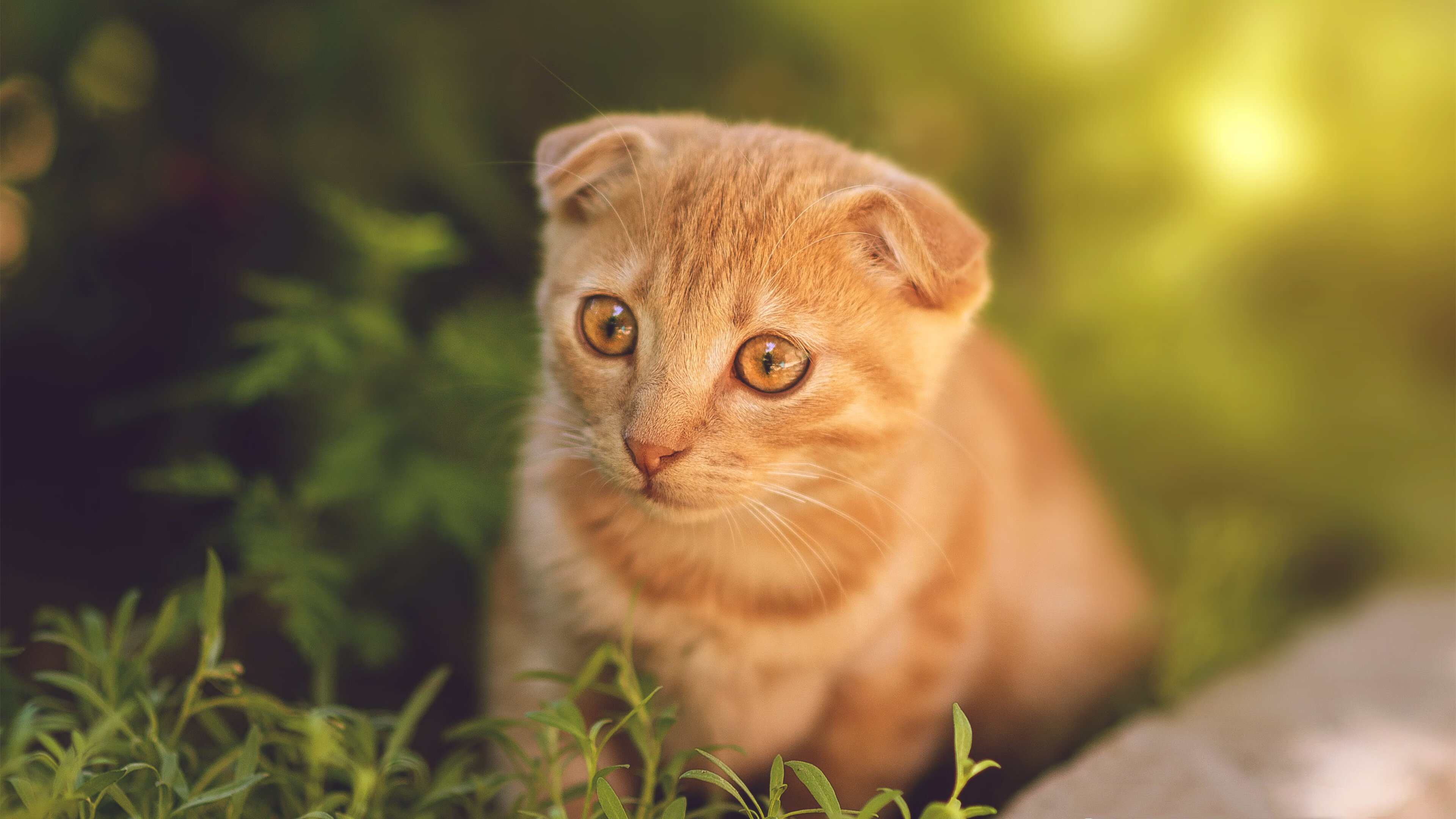 开云体育APP下载-铁壁与利刃，阿尔及利亚铁闸锁死马赛，托尼幽灵无处不在
