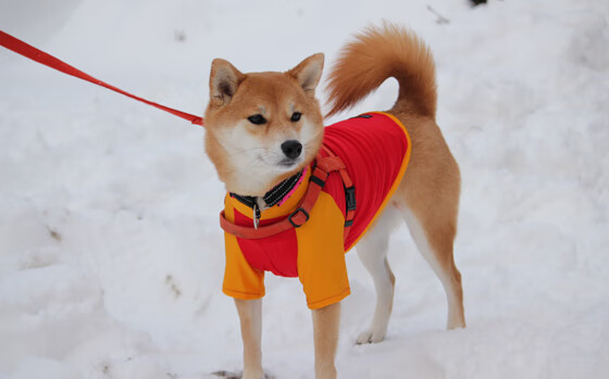 光芒与寒冰，维尼修斯伯纳乌加冕夜，冰岛雷克雅未克突围时