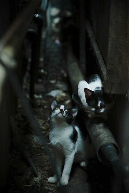 开云体育平台APP-当欧冠篮球遇上国家德比，阿森纳单节拉开西班牙，莱万完成自我救赎