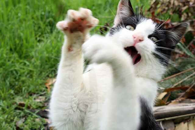 一球定音与一节决胜，竞技体育的两种关键帧