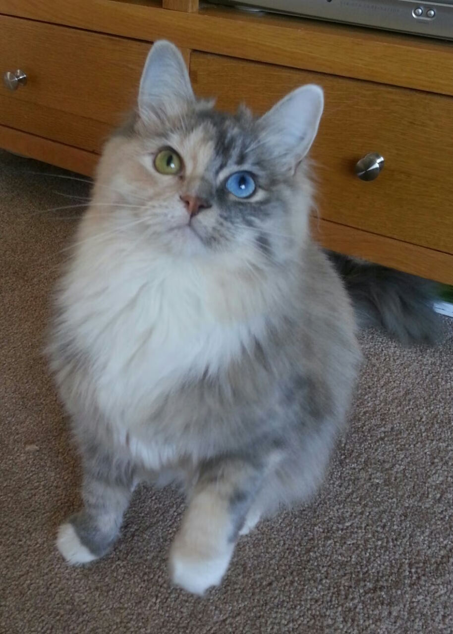 开云体育-跨洋连线,塔图姆冠军级表现引领开拓者,一波流带走山西队