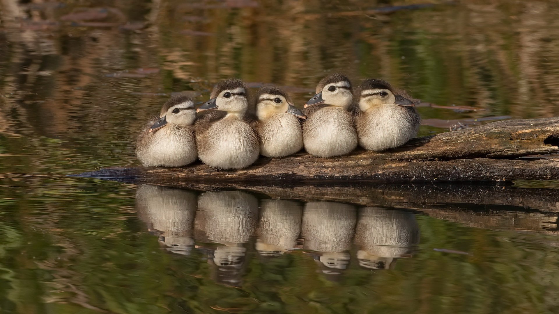 逆袭北非风暴,阿尔及利亚火力全开,终局翻盘德意志战车