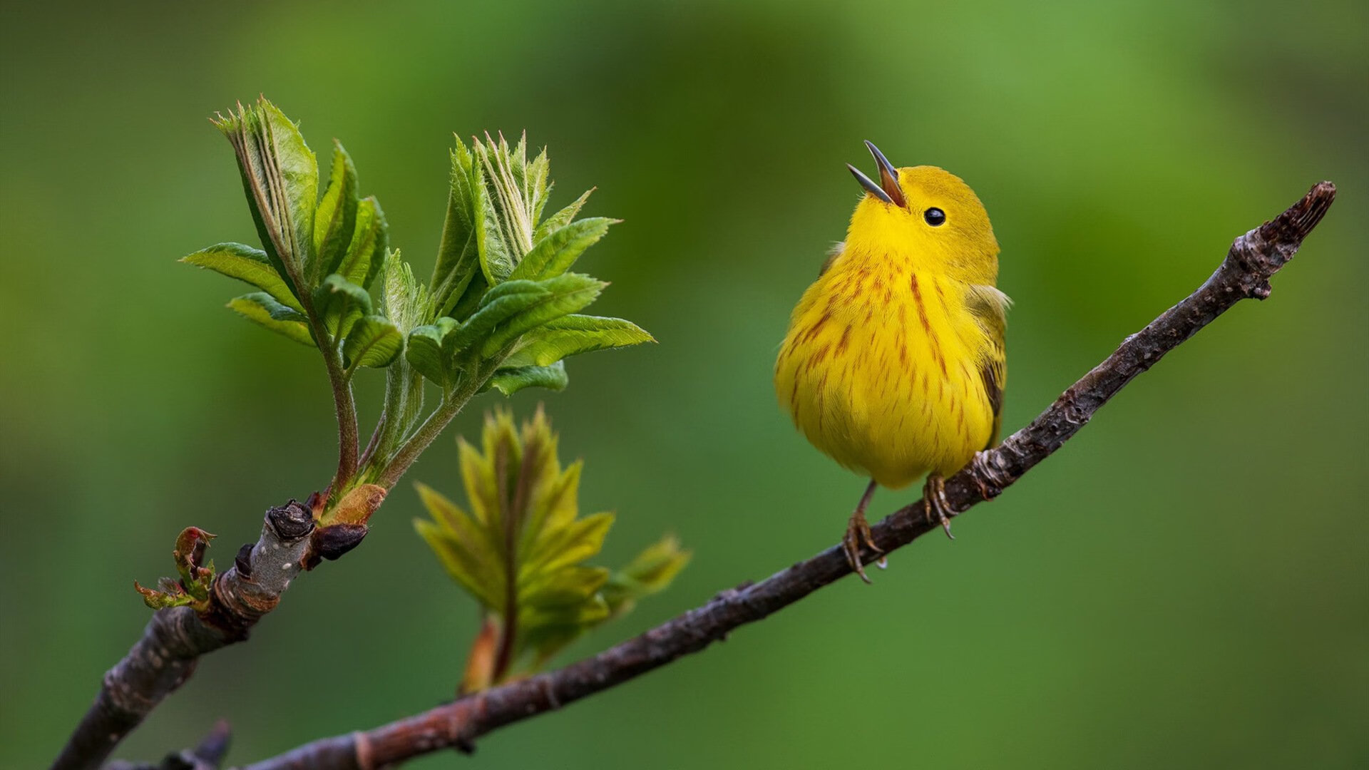 开云APP-红魔的叹息，法比尼奥一锤定音，国际米兰强势压制曼联