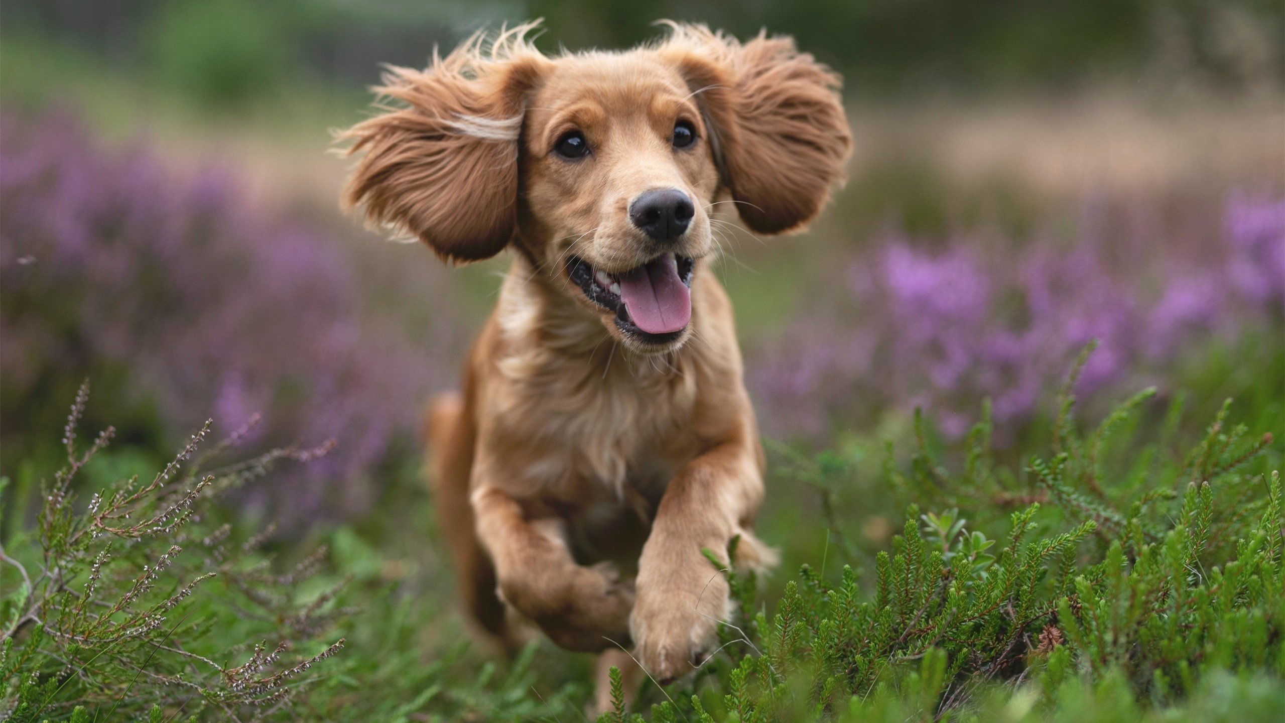 开云体育-宿命之战的终点线，卡塔尔夜赛，血拼雷恩的最后一圈