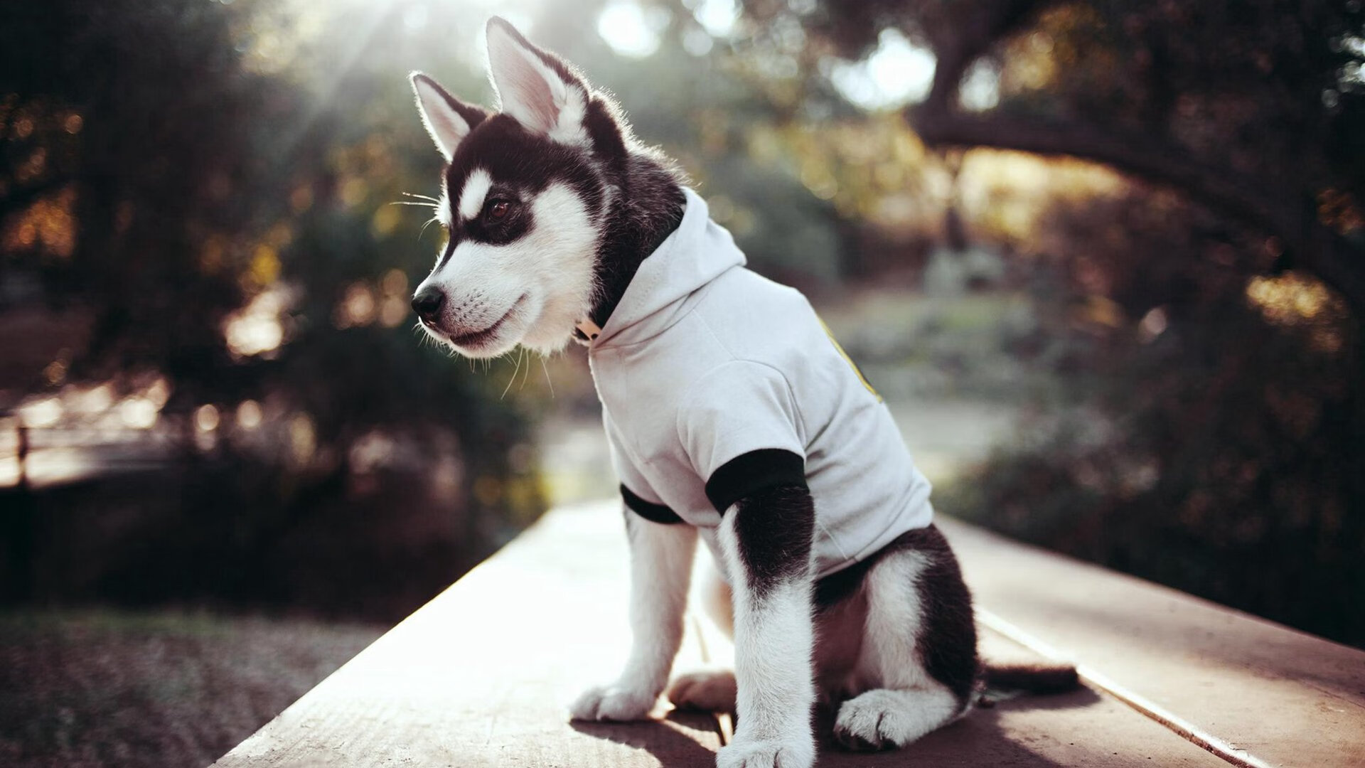 时空交错的篮球巅峰战，浓眉跨联赛统治力震惊全场