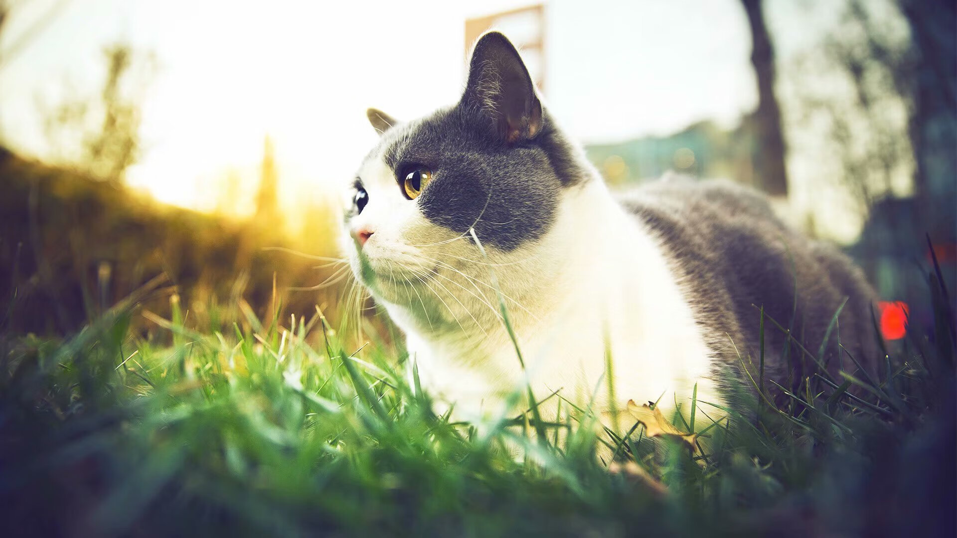 碎裂冰面与怒吼回响，东契奇的绝境突围