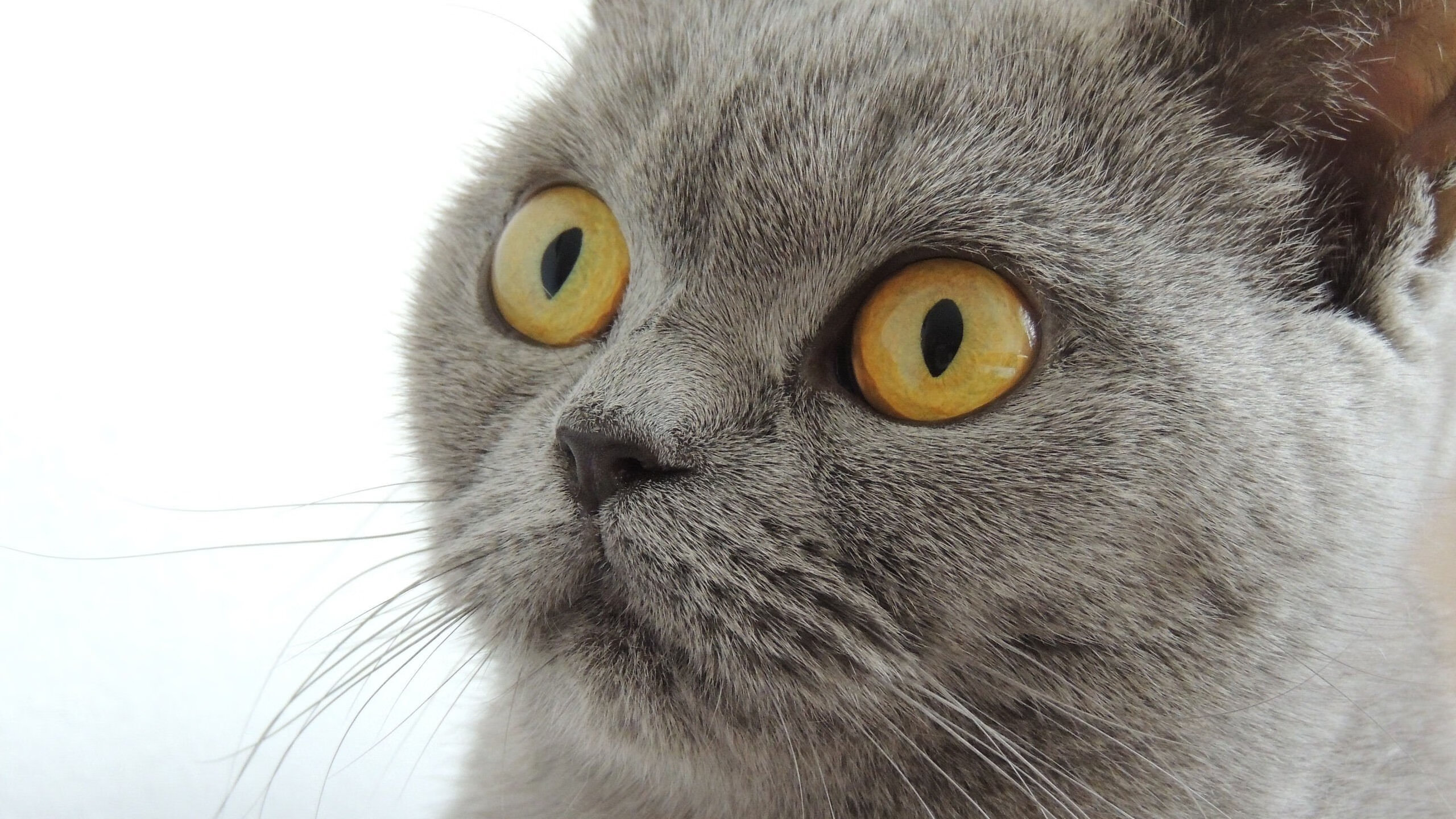 奥运周期关键战，广东队何以持续压制火箭模式？