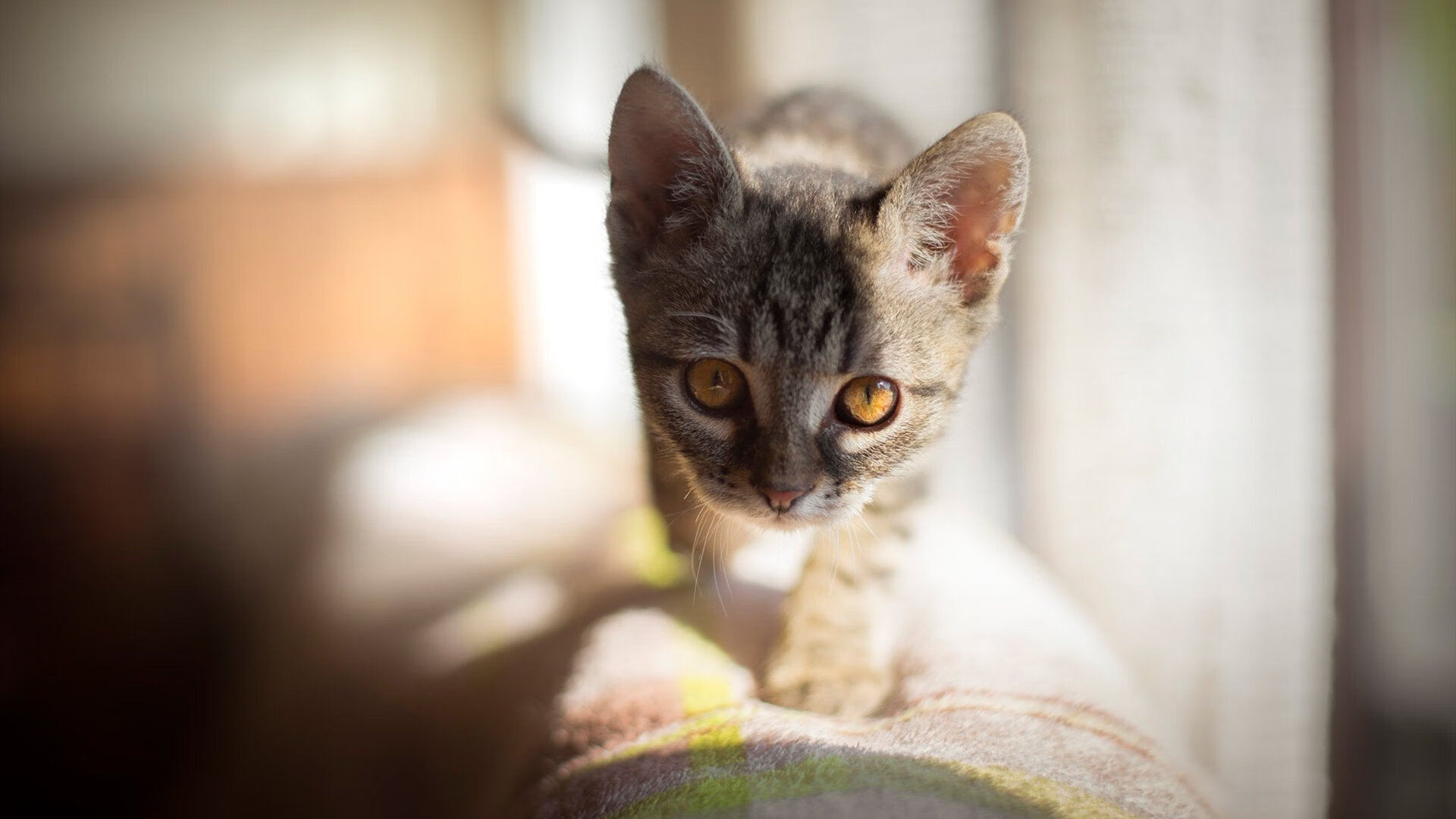 非洲雄狮与德国战车，两种接管，一种体育精神