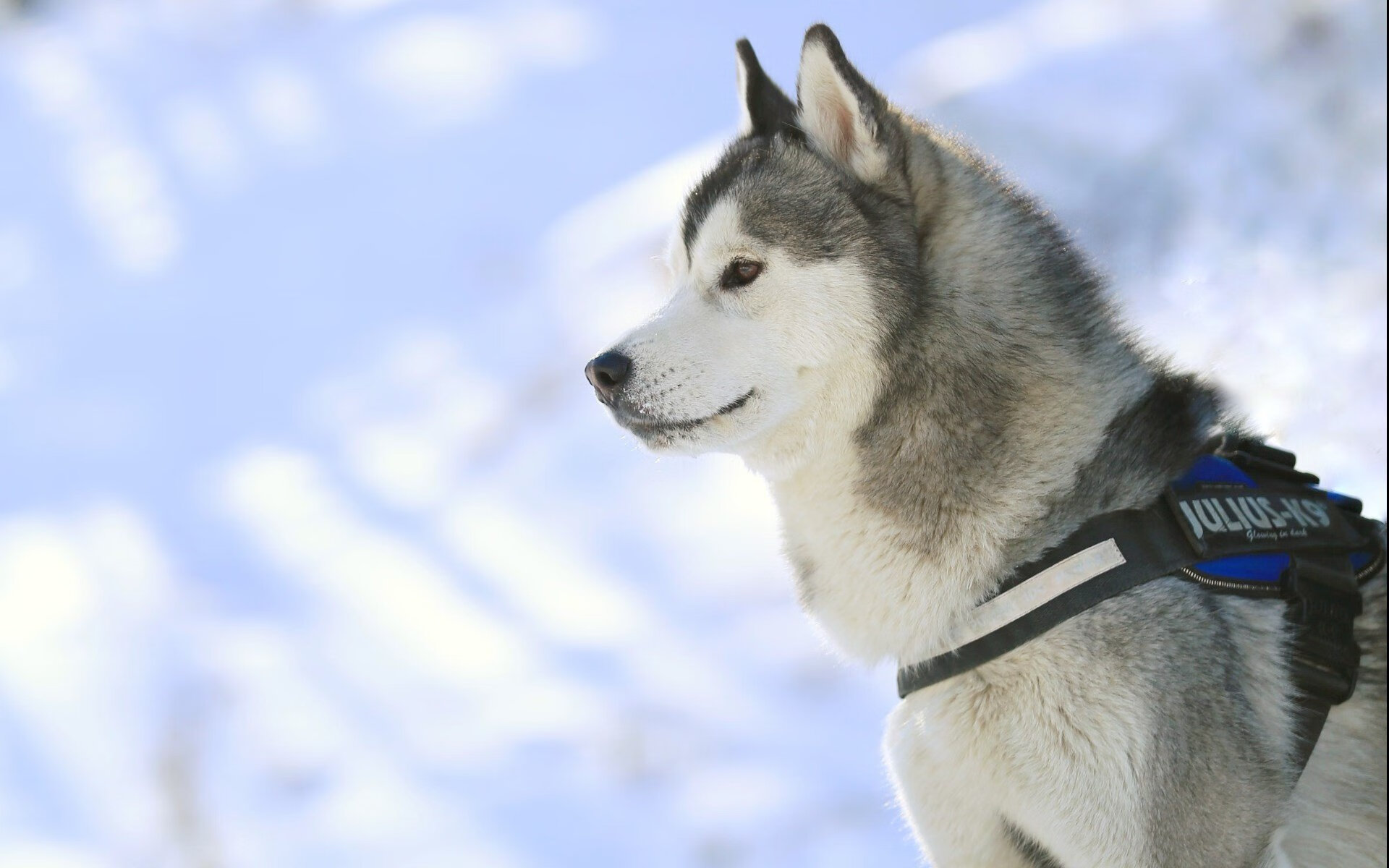 这是一个非常具有冲击力和想象力的选题。为了构建唯一性，我们需要打破现实足球世界的固定认知，将时间线拉到一个虚构但符合体育逻辑的平行时空